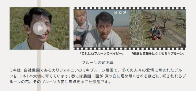 ミキプルーンの苗木